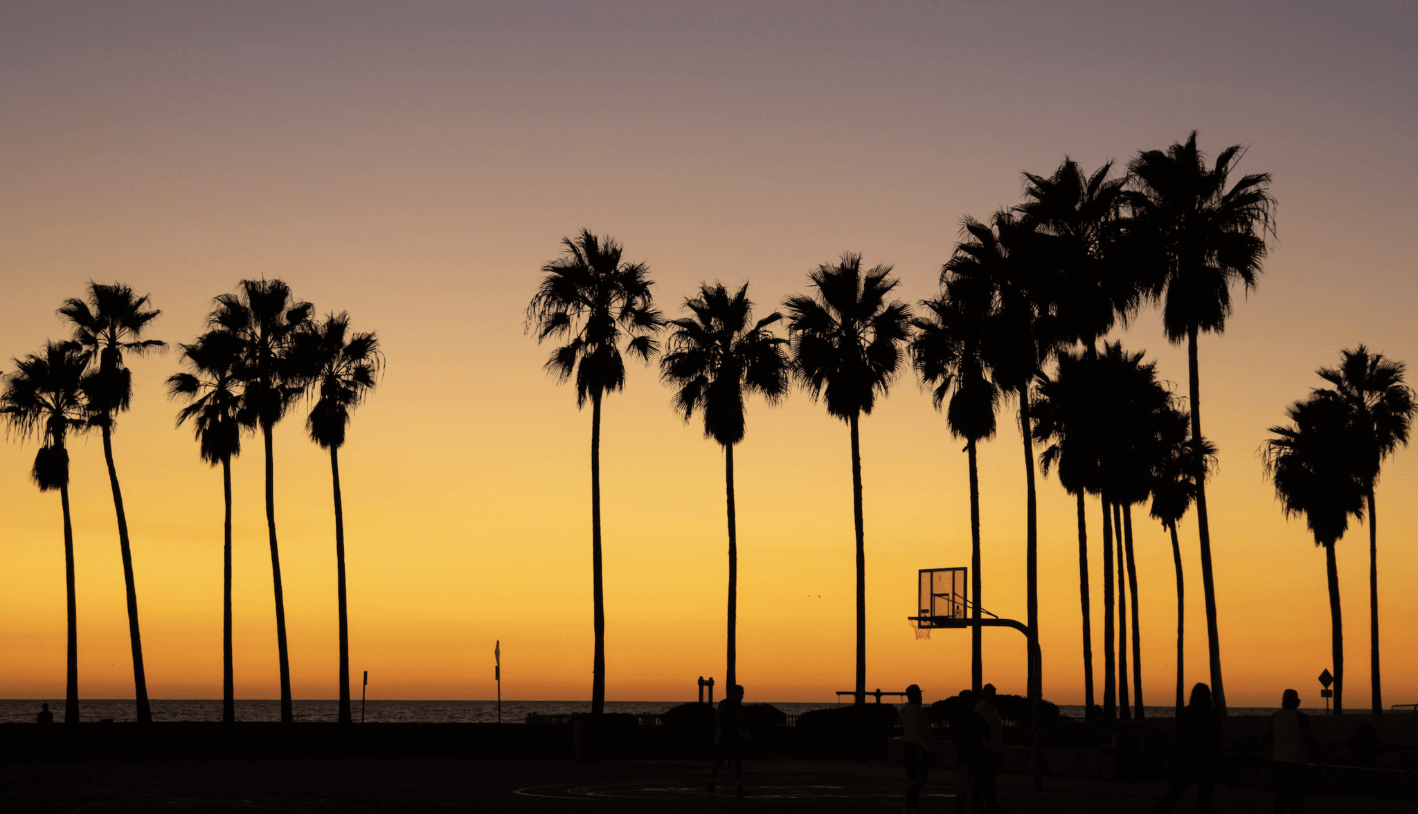 Backlit palm trees at sunset